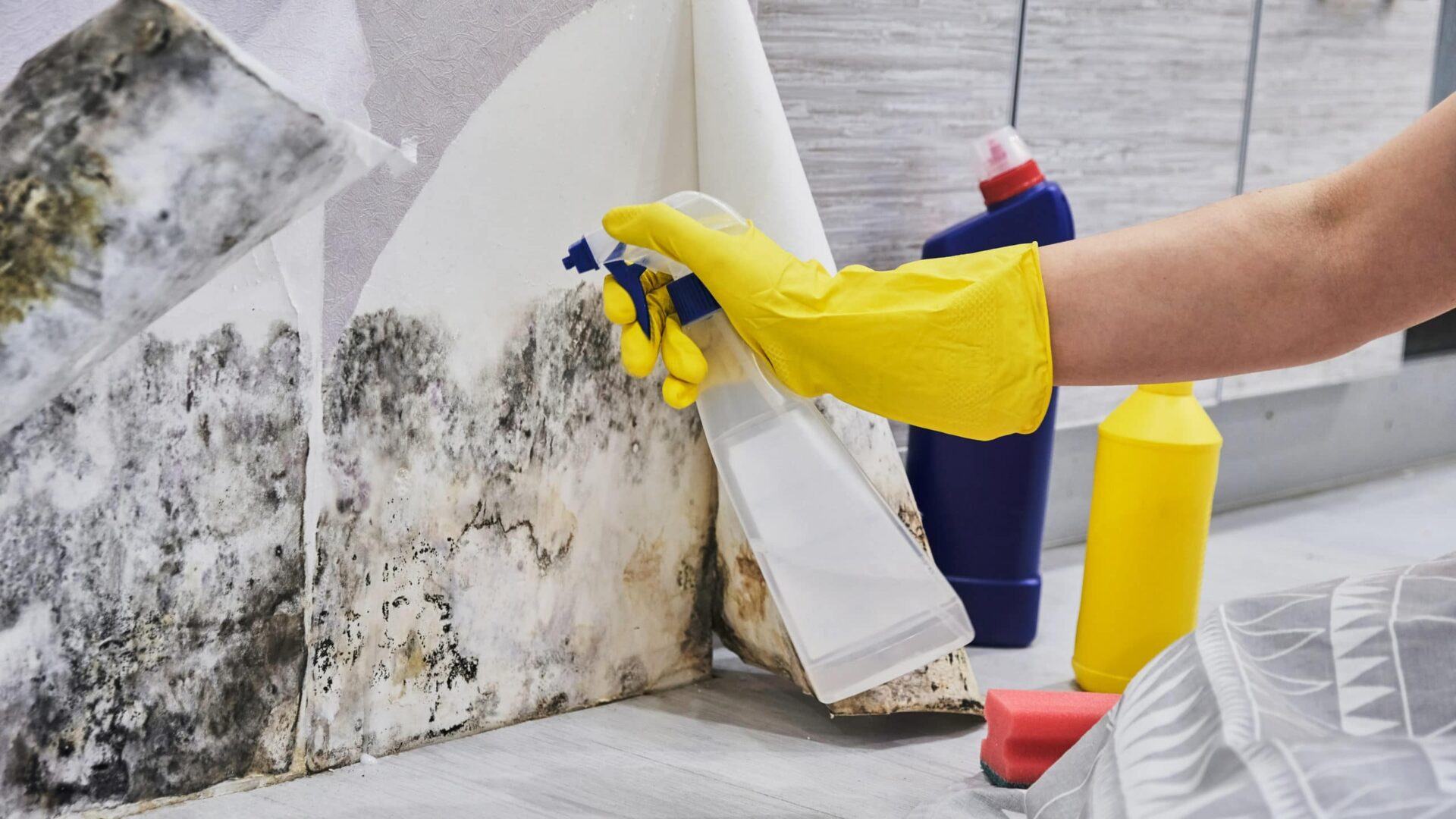 Commercial Mould Cleaning Sydney